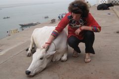 Heilige Kühe in Varanasi