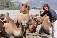 Wüstenschiffe im Nubra-Valley