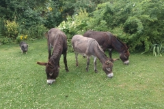 Socke und die Esel Moritz, Theresa und Beppo