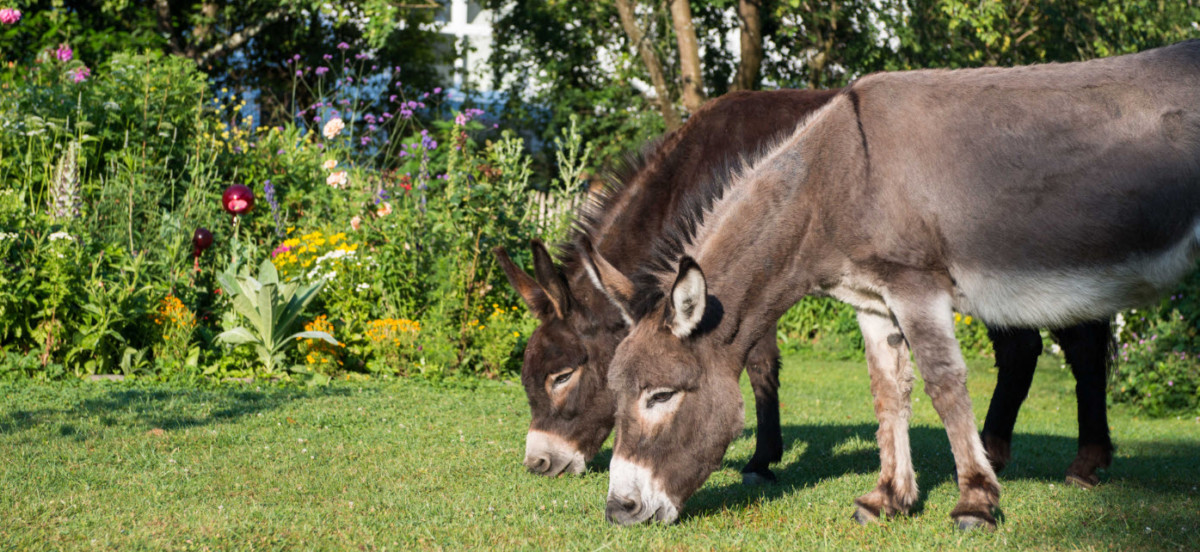 Heilpflanzen für Großtiere – Schuttertal