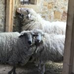 Schafe im Hofgut