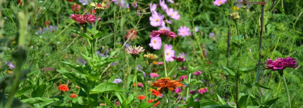 Freiburger Phyto Team: Fast vergessene Heilpflanzen / Michaela Girsch – Hofgut Tellmann