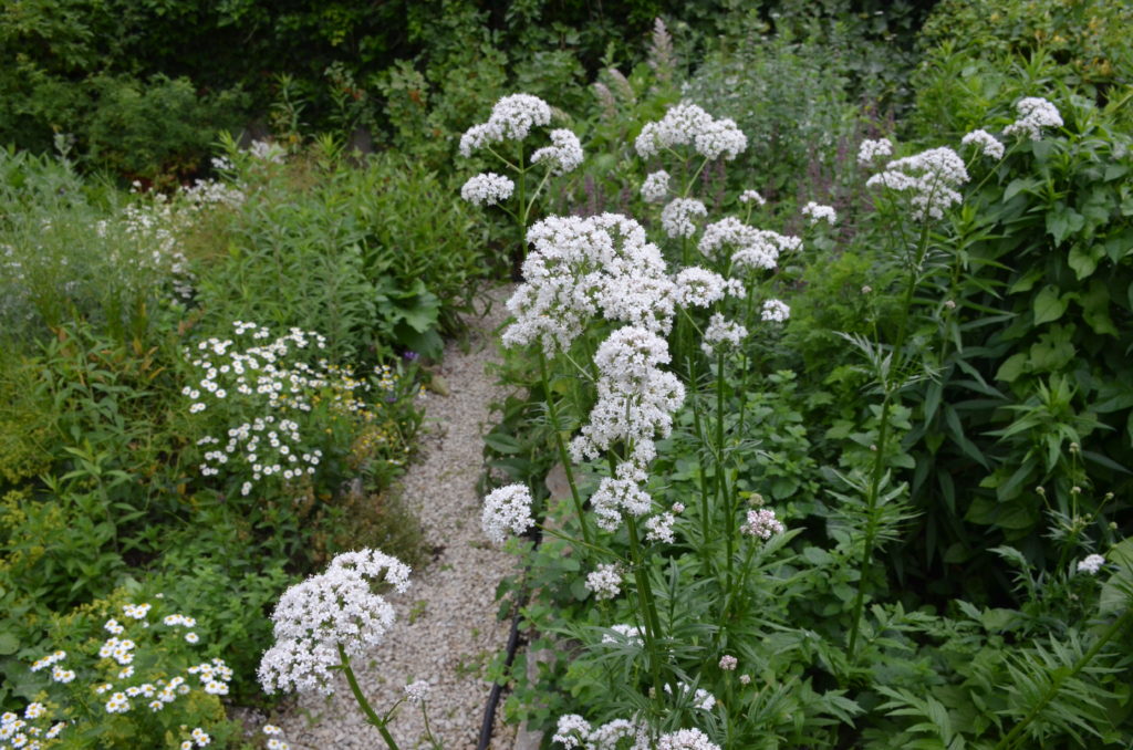 Sommerapotheke – Hofgut Tellmann