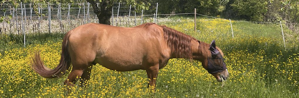 Heilpflanzen für Pferde – Hofgut Tellmann