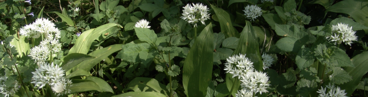 Heilpflanze des Monats April: Der Bärlauch – Andrea Tellmann