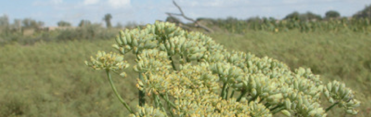 Heilpflanze des Monats Juni: Der Fenchel – Andrea Tellmann