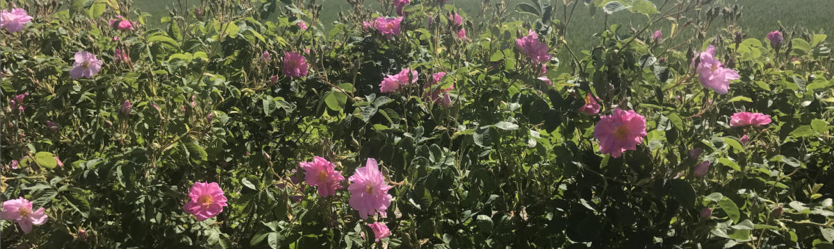Heilpflanze des Monats Mai: Die Rose – Andrea Tellmann
