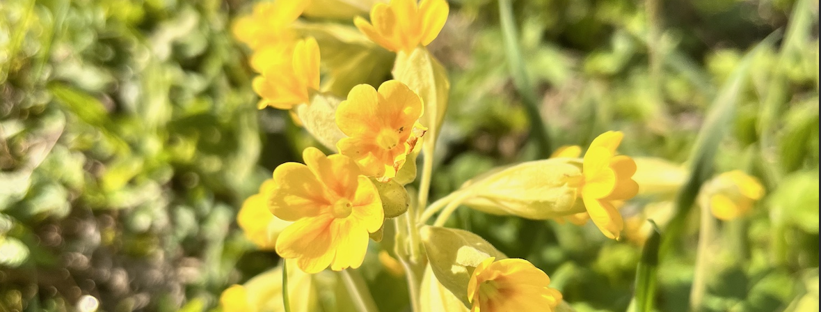 Heilpflanze des Monats April: Die Schlüsselblume