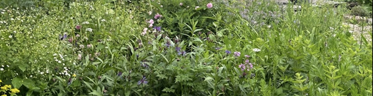 Heilende Kräuter im Frühling – Bildungshaus Kloster St. Ulrich