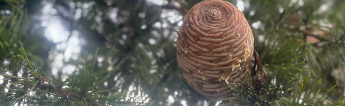 Atemwege – gestärkt in den Winter